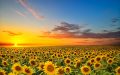 Gruppo Appartamento "Il Girasole" (TO)