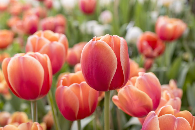 Gruppo Appartamento "Il Tulipano" di Rivoli (TO)