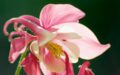 Progetto SAI Amaryllis